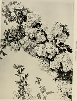 An illustration from Flowers and plants for designers and schools (1907)