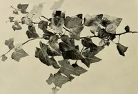 An illustration from Flowers and plants for designers and schools (1907)