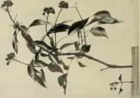 An illustration from Flowers and plants for designers and schools (1907)