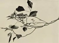 An illustration from Flowers and plants for designers and schools (1907)