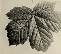 An illustration from Flowers and plants for designers and schools (1907)