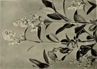 An illustration from Flowers and plants for designers and schools (1907)