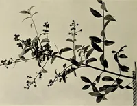 An illustration from Flowers and plants for designers and schools (1907)