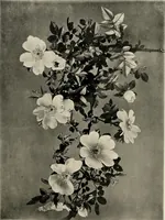 An illustration from Flowers and plants for designers and schools (1907)