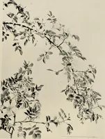 An illustration from Flowers and plants for designers and schools (1907)