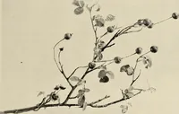 An illustration from Flowers and plants for designers and schools (1907)