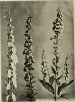 An illustration from Flowers and plants for designers and schools (1907)