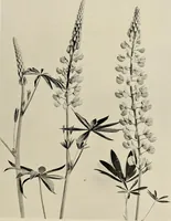 An illustration from Flowers and plants for designers and schools (1907)