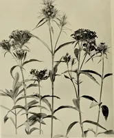 An illustration from Flowers and plants for designers and schools (1907)
