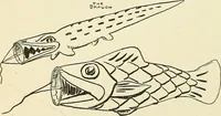 An illustration from For playground, field, and forest; the outdoor handy book (1900)