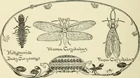 An illustration from For playground, field, and forest; the outdoor handy book (1900)