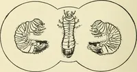 An illustration from For playground, field, and forest; the outdoor handy book (1900)