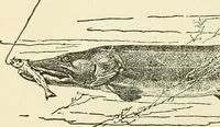 An illustration from For playground, field, and forest; the outdoor handy book (1900)