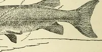 An illustration from For playground, field, and forest; the outdoor handy book (1900)