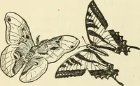 An illustration from For playground, field, and forest; the outdoor handy book (1900)