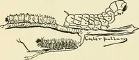 An illustration from For playground, field, and forest; the outdoor handy book (1900)