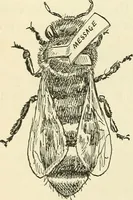 An illustration from For playground, field, and forest; the outdoor handy book (1900)