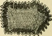 An illustration from For playground, field, and forest; the outdoor handy book (1900)