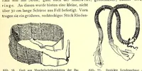 An illustration from Forschungen im Nil-Kongo-Zwischengebiet (1911)