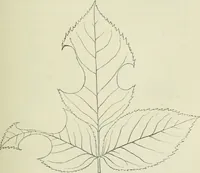 An illustration from Fors clavigera : letters to the workmen and labourers of Great Britain (1896)