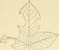 An illustration from Fors clavigera : letters to the workmen and labourers of Great Britain (1894)