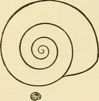 An illustration from Fors clavigera : letters to the workmen and labourers of Great Britain (1894)