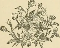 An illustration from Fors clavigera. Letters to the workmen and labourers of Great Britain (1871)