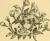 An illustration from Fors clavigera. Letters to the workmen and labourers of Great Britain (1871)