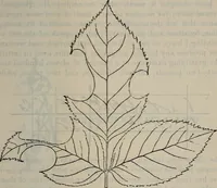 An illustration from Fors clavigera : letters to the workmen and labourers of Great Britain : Volume 3 & 4 (1886)