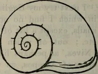An illustration from Fors clavigera : letters to the workmen and labourers of Great Britain : Volume 3 & 4 (1886)