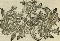 Picture 47 of 53 from Fortezza reale del cuore humano : battuta soauemente, saettata amorosamente, superata gloriosamente, e posseduta & ornata gratiosamente dall' amoroso Giesù : disegnata in figure con alcune brieui ma affettuose meditationi et altri tanti soliloquij (1628), leaf 102