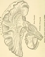 An illustration from Forty years in phrenology; embracing recollections of history, anecdote, and experience (1888)
