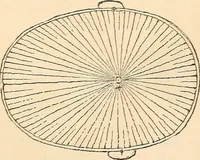 An illustration from Forty years in phrenology; embracing recollections of history, anecdote, and experience (1888)