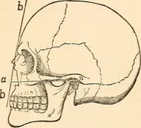 An illustration from Forty years in phrenology; embracing recollections of history, anecdote, and experience (1888)