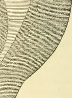An illustration from Forty years in phrenology; embracing recollections of history, anecdote, and experience (1888)