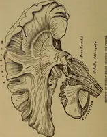 An illustration from Forty years in phrenology; embracing recollections of history, anecdote, and experience (1882)