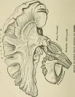 An illustration from Forty years in phrenology; embracing recollections of history, anecdote, and experience (1882)