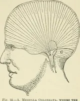 An illustration from Forty years in phrenology; embracing recollections of history, anecdote, and experience (1882)
