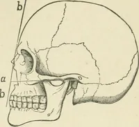 An illustration from Forty years in phrenology; embracing recollections of history, anecdote, and experience (1882)
