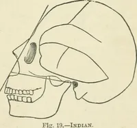 Picture 21 of 22 from Forty years in phrenology; embracing recollections of history, anecdote, and experience (1882), leaf 404