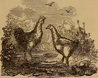 An illustration from The fountain : with jets of new meanings (1870)