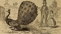 Picture 19 of 135 from The fountain : with jets of new meanings (1870), leaf 39