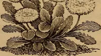 An illustration from The fountain : with jets of new meanings (1870)