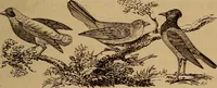 An illustration from The fountain : with jets of new meanings (1870)
