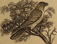 An illustration from The fountain : with jets of new meanings (1870)