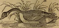 An illustration from The fountain : with jets of new meanings (1870)