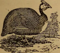 Picture 37 of 135 from The fountain : with jets of new meanings (1870), leaf 58