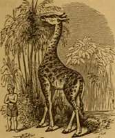 Picture 29 of 129 from The fountain; with jets of new meanings (1870), leaf 55