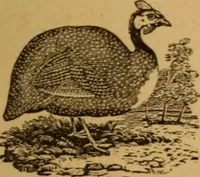 An illustration from The fountain; with jets of new meanings (1870)