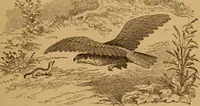 Picture 47 of 129 from The fountain; with jets of new meanings (1870), leaf 75